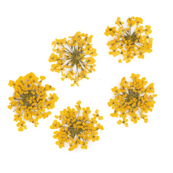 Ozdoba do paznokci suszone kwiatki MollyLac Yellow 5szt