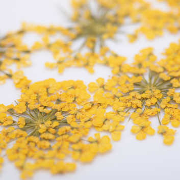 Ozdoba do paznokci suszone kwiatki MollyLac Yellow 5szt
