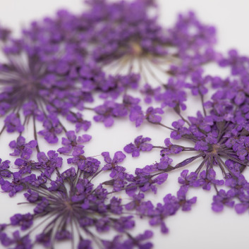 Ozdoba do paznokci suszone kwiatki MollyLac Purple 5szt