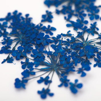 Ozdoba do paznokci suszone kwiatki MollyLac Royal Blue 5szt