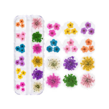 Suszone kwiaty do zdobień paznokci w kasetce Molly Nails rodzaj B 36szt