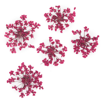 Getrocknete Blumen zur Nagelverzierung MollyLac Fuchsia, 5 Stück