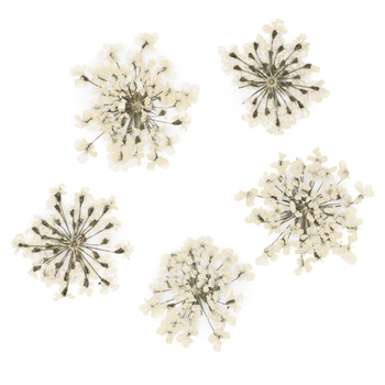 Dried flowers for nail art MollyLac White 5 pcs