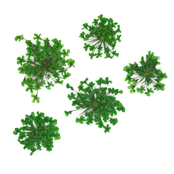 Flores secas para decorar las uñas MollyLac Green, 5 unidades
