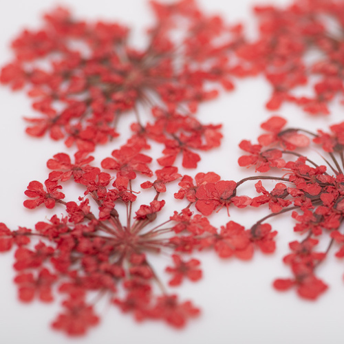 Fiori secchi per decorazioni unghie MollyLac Red, 5 pezzi