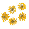 Fleurs séchées pour la décoration des ongles MollyLac Yellow, 5 pièces