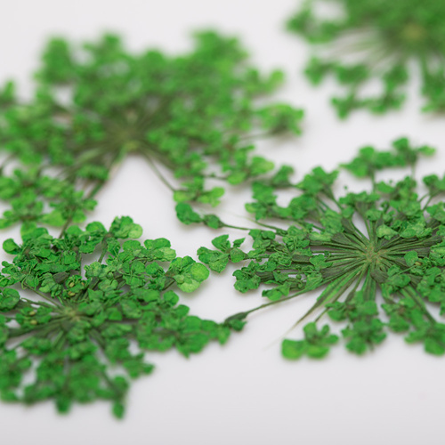 Dried flowers for nail art MollyLac Green 5 pcs