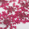 Сушені квіти для декорування нігтів MollyLac Fuchsia, 5 шт.
