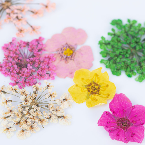 Dried flowers for nail art in a Molly Nails box, type B, 36 pcs.