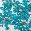 Fiori secchi per decorazioni unghie MollyLac Turquise, 5 pezzi