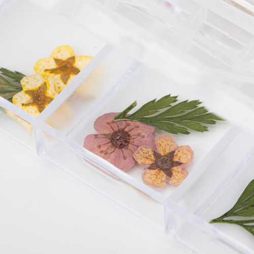 Getrocknete Blumen zur Nagelverzierung in einer Schachtel von Molly Nails, Typ E, 36 Stück