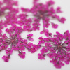 Getrocknete Blumen zur Nagelverzierung MollyLac Peach Pink, 5 Stück