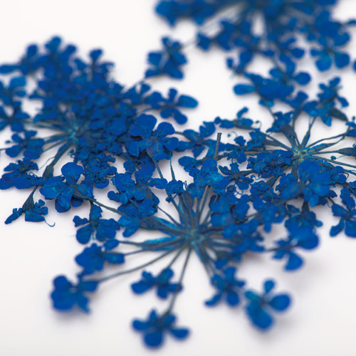 Flores secas para decorar las uñas MollyLac Royal Blue, 5 unidades