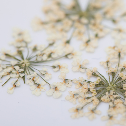 Getrocknete Blumen zur Nagelverzierung MollyLac White, 5 Stück