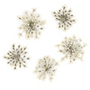 Fleurs séchées pour la décoration des ongles MollyLac White, 5 pièces