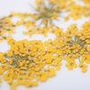 Dried flowers for nail art MollyLac Yellow 5 pcs