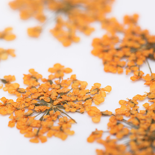 Getrocknete Blumen zur Nagelverzierung MollyLac Orange, 5 Stück