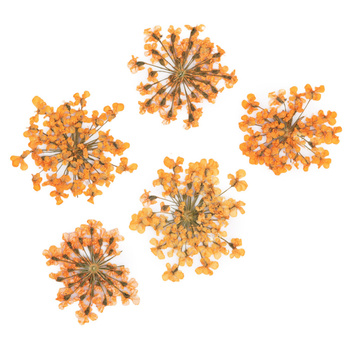 Fiori secchi per decorazioni unghie MollyLac Orange, 5 pezzi