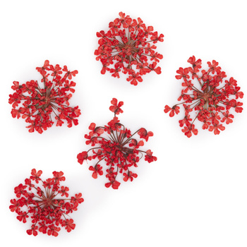 Getrocknete Blumen zur Nagelverzierung MollyLac Red, 5 Stück